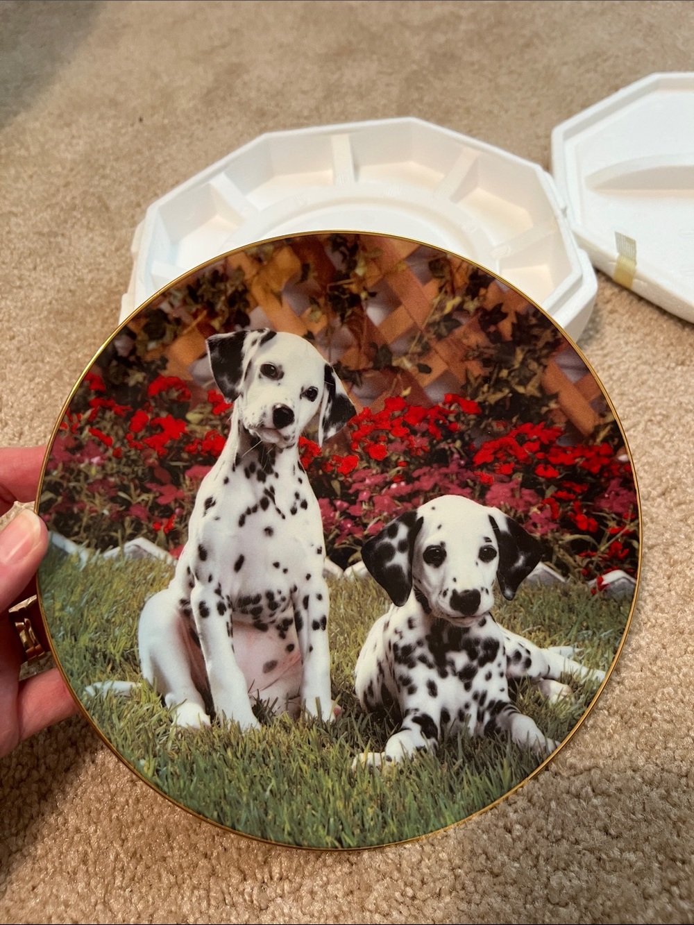Those delightful Dalmatians presents “”Sweet spots”